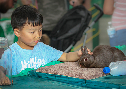 A boy petting a bunny