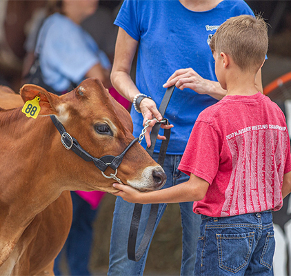 A boy with a cow